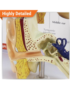 Modelo de Oído GPI Anatomicals 18.4x18.4 cm para Educación 2