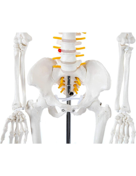 Esqueleto Humano Mini Axis Scientific 78cm Articulado con Soporte Esqueleto Humano Mini Axis Scientific 78cm Articulado con Soporte