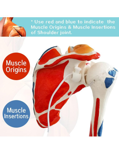 Modelo de Articulación del Hombro Evotech 1:1 con Detalles Musculares