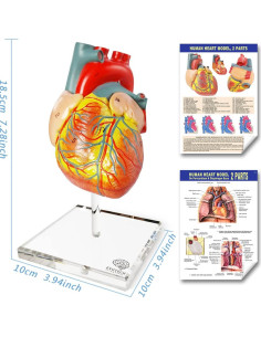 Modelo de Corazón Humano EVOTECH SCIENTIFIC 8.9x7.6x14cm 2