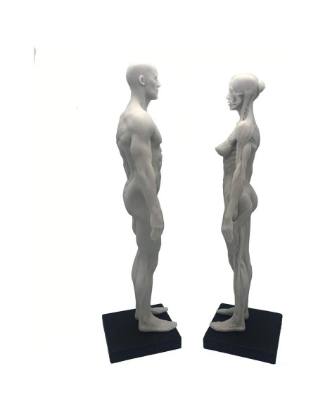 Modelo Anatómico Humano 27.94 cm Resina Femenino + Masculino Modelo Anatómico Humano 27.94 cm Resina Femenino + Masculino