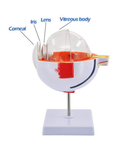Modelo Anatómico del Ojo Humano Wadoy 6X con Soporte