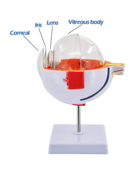 Modelo Anatómico del Ojo Humano Wadoy 6X con Soporte Modelo Anatómico del Ojo Humano Wadoy 6X con Soporte