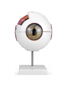 Modelo de Anatomía del Ojo Humano 6X QWORK con Soporte