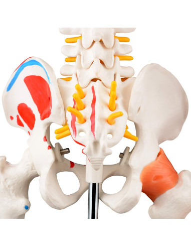 Modelo de Esqueleto Humano Ultrassist 86 cm con Nervios