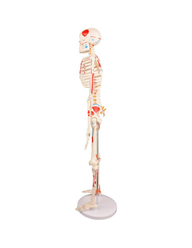 Modelo de Esqueleto Humano Ultrassist 86 cm con Nervios