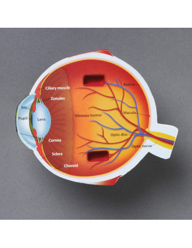 Modelo de Ojo Humano en Sección Transversal Learning Resources 12.7 cm
