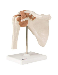 Modelo Anatómico Articulación del Hombro FEI - 0.91 kg