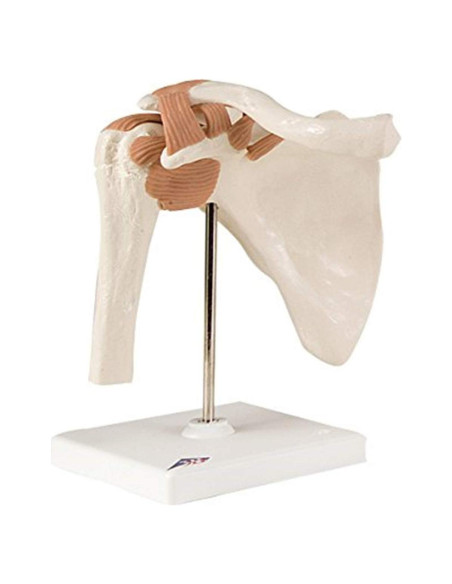 Modelo Anatómico Articulación del Hombro FEI - 0.91 kg Modelo Anatómico Articulación del Hombro FEI - 0.91 kg