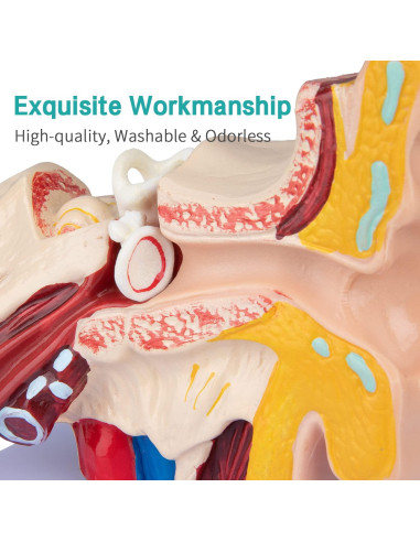 Modelo de Oído Humano 1.5x Ampliado LVCHEN - Anatomía Detallada