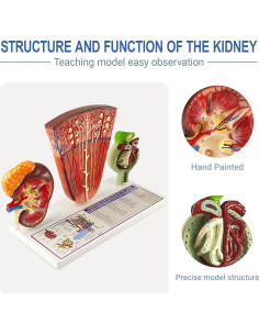 Modelo Anatómico de Riñón Humano 3 Piezas Evotech Scientific 2