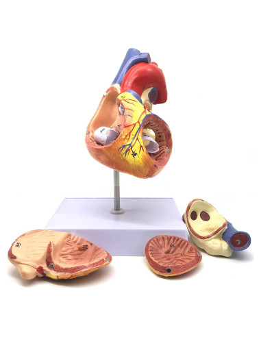 Modelo Anatómico Corazón Humano Ampliado 2X XINDAM 19.1x16.8cm