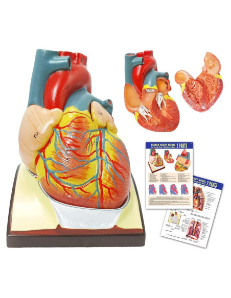 Modelo de Corazón Humano HADWYN 3D a Tamaño Real 11.1cm Modelo de Corazón Humano HADWYN 3D a Tamaño Real 11.1cm