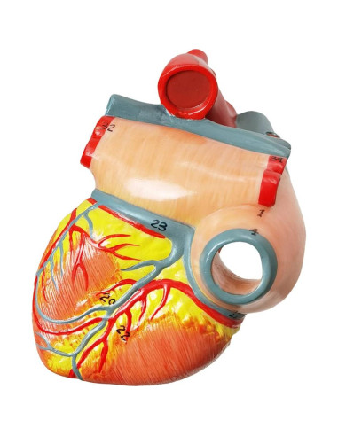 Modelo de Corazón Humano HADWYN 3D a Tamaño Real 11.1cm