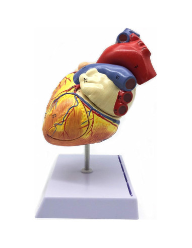Modelo Anatómico Corazón Humano Ampliado 2X XINDAM 19.1x16.8cm