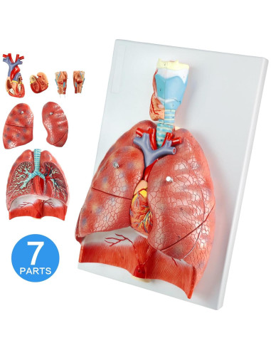 Modelo Anatomía Sistema Respiratorio Humano 7 Piezas Merinden