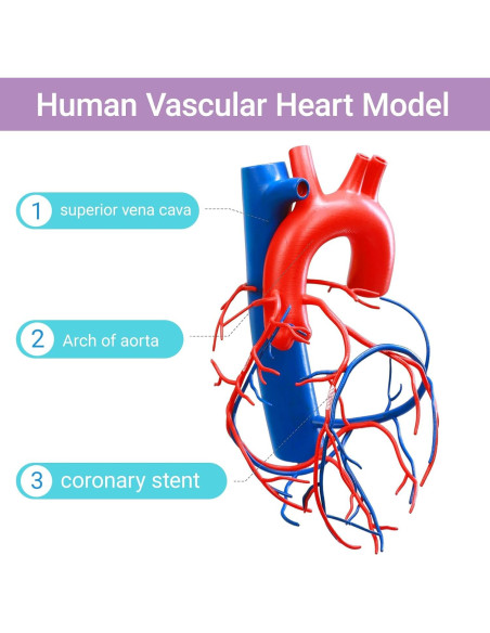 Modelo de Corazón Humano a Tamaño Real HADWYN Modelo de Corazón Humano a Tamaño Real HADWYN