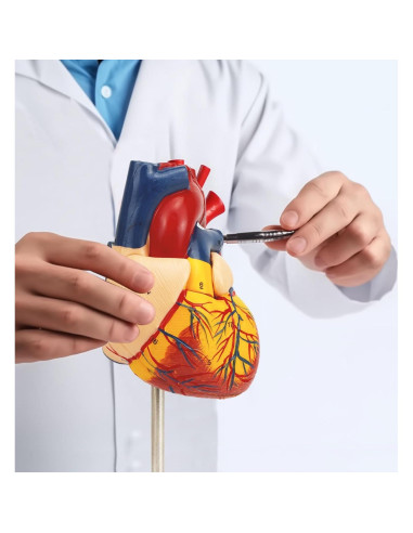 Modelo de Corazón Humano QREBYQ 2-Part Tamaño Real PVC