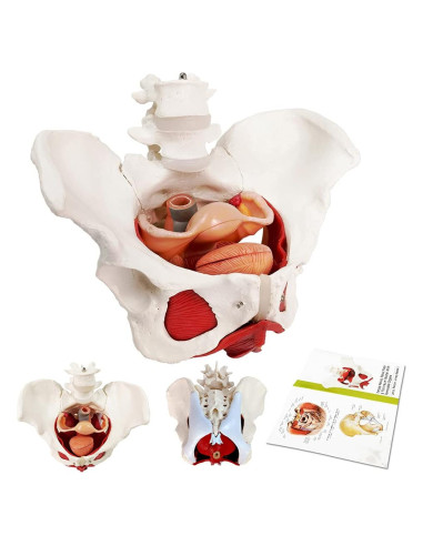 Modelo Anatómico de Pelvis Femenina EVOTECH 6-Partes