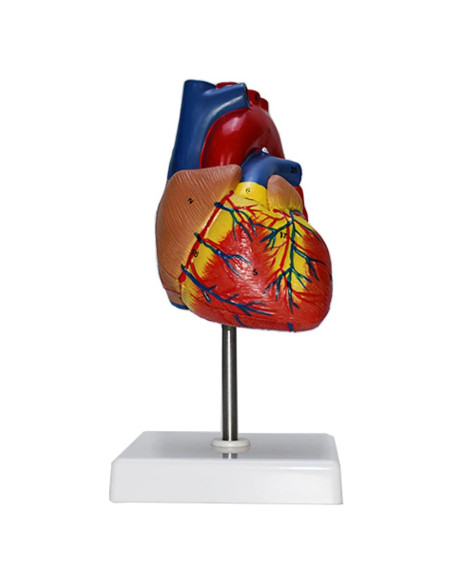 Modelo Anatómico Corazón Humano 2 Partes Haobase Modelo Anatómico Corazón Humano 2 Partes Haobase
