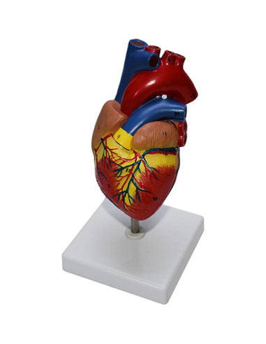 Modelo Anatómico Corazón Humano 2 Partes Haobase