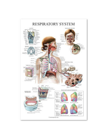 Póster Anatómico del Sistema Respiratorio Palace Learning 45x61 cm