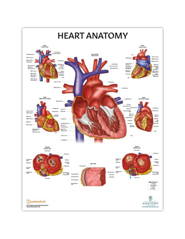 Conjunto de Pósters de Anatomía Circulatoria y Corazón 2 Pack