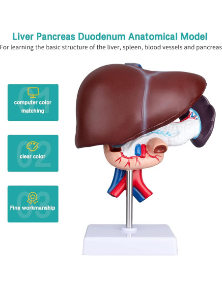 Modelo de Anatomía del Hígado y Páncreas 3 Piezas PVC Modelo de Anatomía del Hígado y Páncreas 3 Piezas PVC