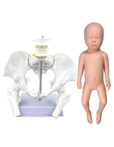 Modelo de Pelvis Femenina Flexible Realista con Bebé 46cm