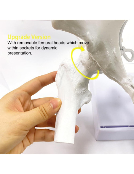 Modelo de Pelvis Femenina Flexible Realista con Bebé 46cm Modelo de Pelvis Femenina Flexible Realista con Bebé 46cm