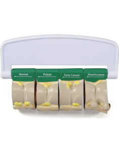 Modelo de Colon GPI Anatomicals 4 Piezas para Educación Médica 2