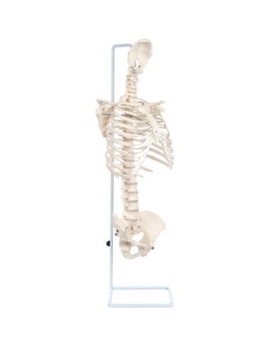 Modelo de Anatomía del Esqueleto Humano a Tamaño Real Axis Scientific