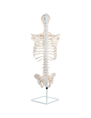 Modelo de Anatomía del Esqueleto Humano a Tamaño Real Axis Scientific