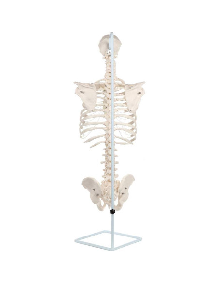 Modelo de Anatomía del Esqueleto Humano a Tamaño Real Axis Scientific Modelo de Anatomía del Esqueleto Humano a Tamaño Real Axis Scientific