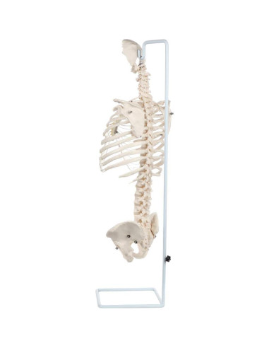 Modelo de Anatomía del Esqueleto Humano a Tamaño Real Axis Scientific