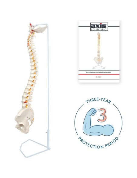 Modelo de Columna Vertebral a Tamaño Real Axis Scientific 31.75cm Modelo de Columna Vertebral a Tamaño Real Axis Scientific 31.75cm