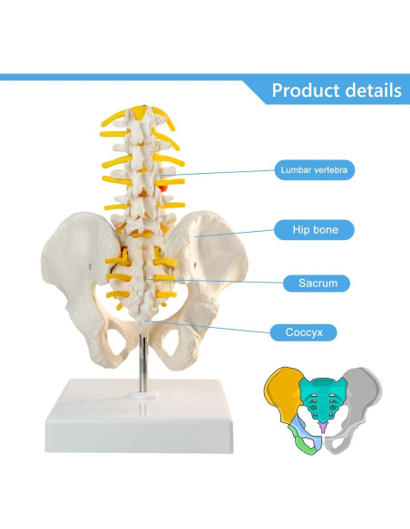 Modelo de Pelvis Masculina MediTrainer con Columna y 5 Vértebras Modelo de Pelvis Masculina MediTrainer con Columna y 5 Vértebras