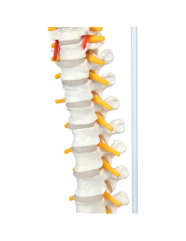 Modelo de Columna Vertebral a Tamaño Real Axis Scientific 31.75cm