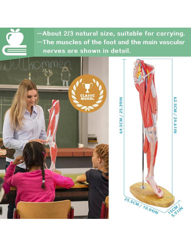Modelo de Anatomía Muscular de Pierna Humana EVOTECH 63.5 cm 14 Piezas