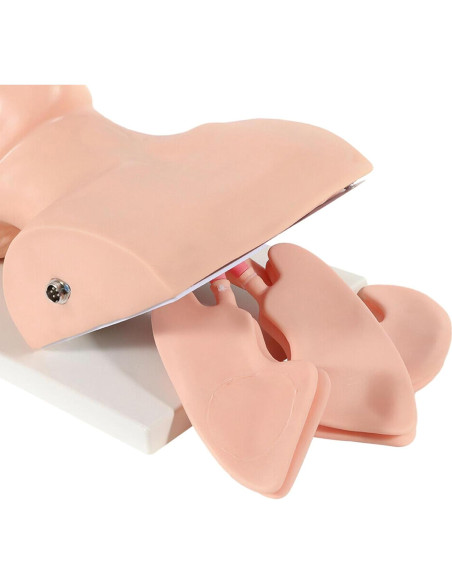 Simulador de Intubación Electrónica BIXIBIN PVC Adulto Simulador de Intubación Electrónica BIXIBIN PVC Adulto