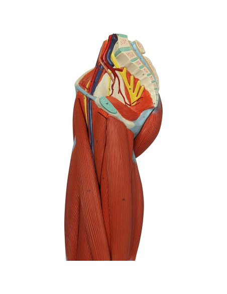 Modelo de Anatomía Muscular de Pierna Humana Axis 106.68cm Modelo de Anatomía Muscular de Pierna Humana Axis 106.68cm