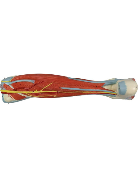 Modelo de Anatomía Muscular de Pierna Humana Axis 106.68cm Modelo de Anatomía Muscular de Pierna Humana Axis 106.68cm