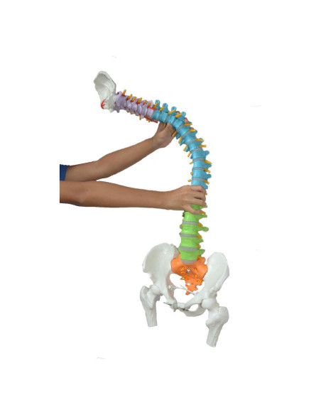 Modelo de Columna Vertebral Super Flexible Wellden 90 cm Modelo de Columna Vertebral Super Flexible Wellden 90 cm