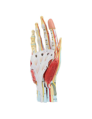 Modelo de Anatomía de Mano Axis Scientific 7 Partes Detalladas