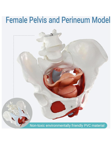 Modelo Anatómico de Pelvis Femenina Merinden - 6 Partes Desmontables