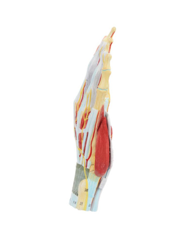 Modelo de Anatomía de Mano Axis Scientific 7 Partes Detalladas