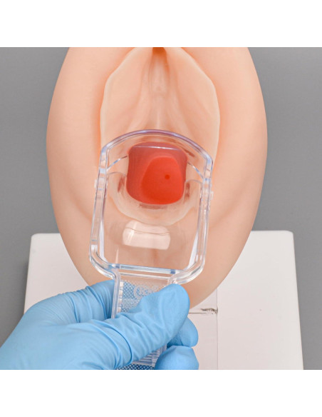 Modelo Anatómico de Salud Pélvica MedEduQuest - Entrenamiento Ginecológico Modelo Anatómico de Salud Pélvica MedEduQuest - Entrenamiento Ginecológico
