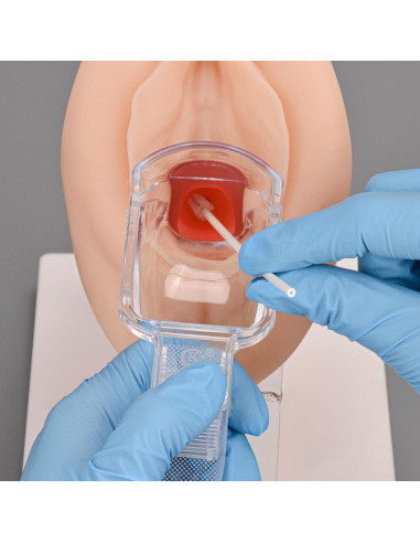 Modelo Anatómico de Salud Pélvica MedEduQuest - Entrenamiento Ginecológico