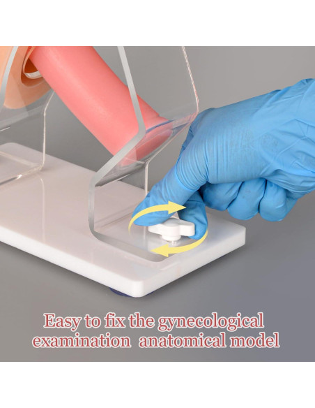 Modelo Anatómico de Salud Pélvica MedEduQuest - Entrenamiento Ginecológico Modelo Anatómico de Salud Pélvica MedEduQuest - Entrenamiento Ginecológico
