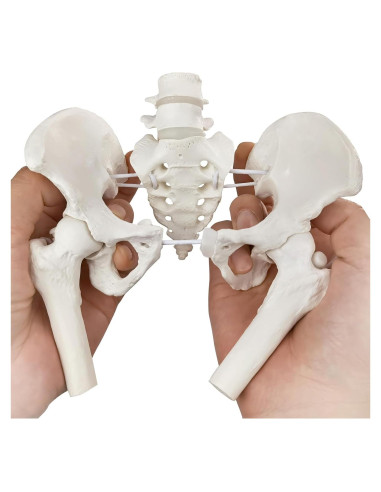 Modelo de Pelvis Femenina Merinden con Cabezas de Fémur Móviles